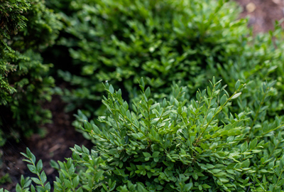 Refined image lawn and landscape, softscapes, snow & ice, lawn cutting & maintenance, residential & commercial lawn care, dunnville, ON